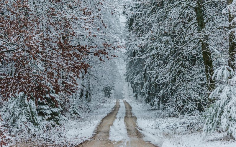 The Black Forest