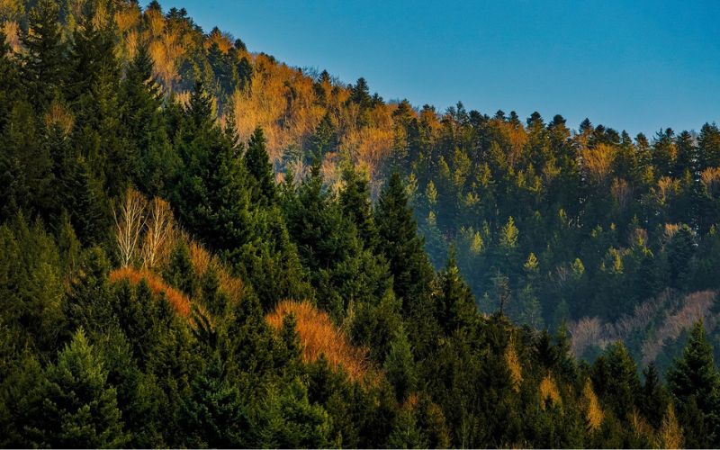 The Black Forest