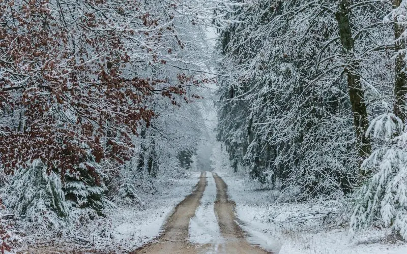 The Black Forest, Germany